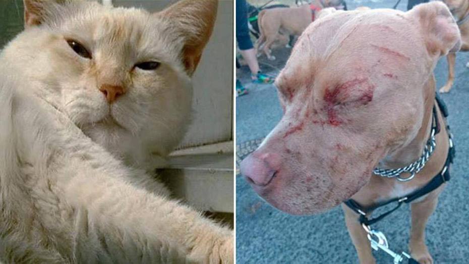 比特犬被白貓弄得傷痕累累。圖取自臉書