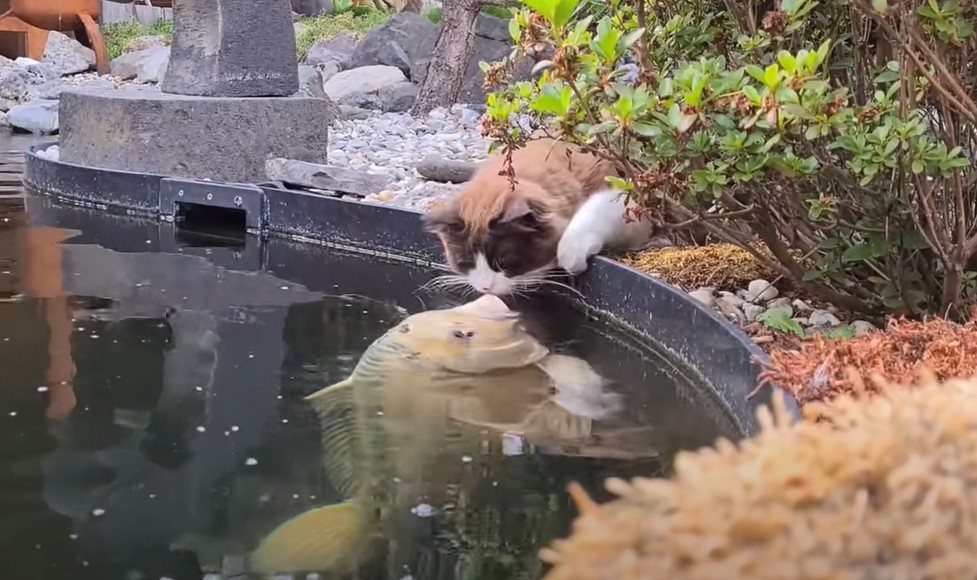 魚：不進來玩水嗎？貓：先不要。圖擷自Youtube