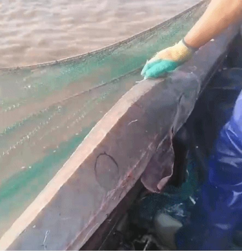 大陸浙江寧波一漁民捕獲長兩米的野生中華鱘後放生。（寧波日報）