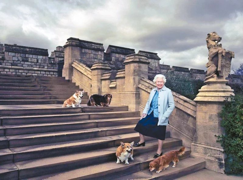 已逝英國女王伊麗莎白二世愛狗成癡，養過30幾隻柯基犬，陪伴一生。 圖／路透社