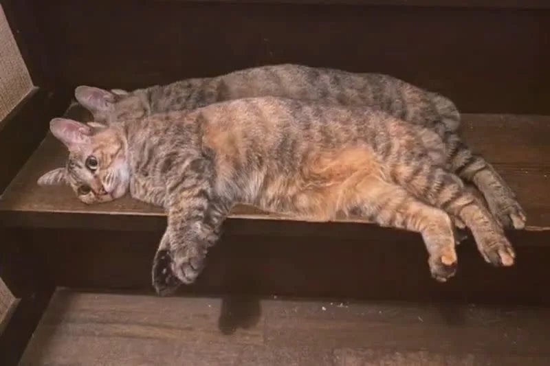 影片裡一隻虎斑貓原本躺在階梯上躺的好好的，下秒竟然「靈魂出竅」讓不少網友看傻眼。 (圖/取自影片)