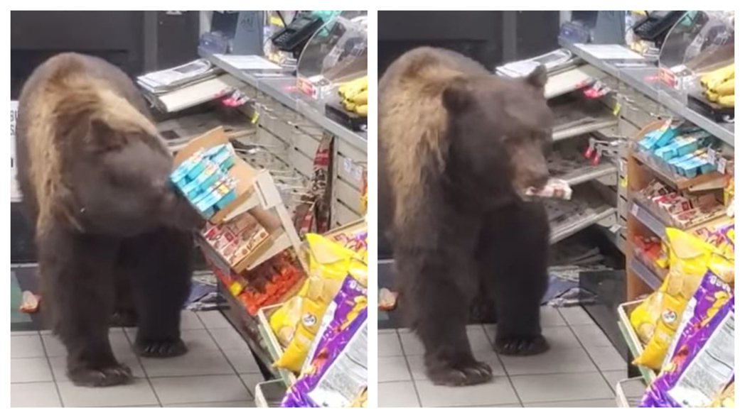 ，一隻棕熊因為飢餓走進便利商店找吃的，中途不小心差點把貨架整個弄翻，千鈞一髮瞬間棕熊不疾不徐頂回去，還拿了自己愛吃的糖果餅乾走了。 (圖/取自影片)