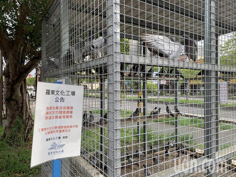 宜蘭縣政府8月下旬設置大型鴿籠誘捕野鴿，也呼籲民眾不要餵食。記者林佳彣／攝影