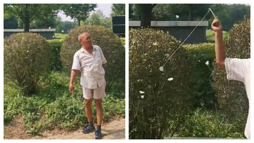 一名阿北拿著一根棍子在公園裡「爽遛蝴蝶」，只見一群白蝴蝶在他身邊繞著飛舞，不少路人直擊這場面看呆。 (圖/取自影片)