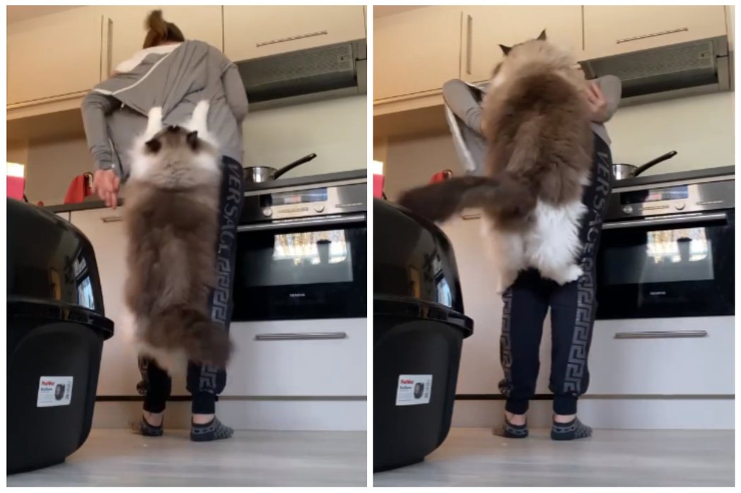 布偶貓蹬上主人身上，從背影看活像哈士奇等大型犬。圖取自微博