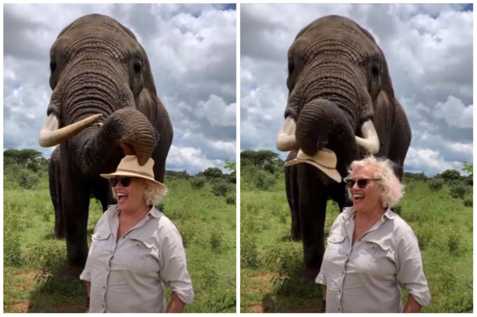 大象把婦人的帽子拿走塞進嘴裡。圖取自YouTube