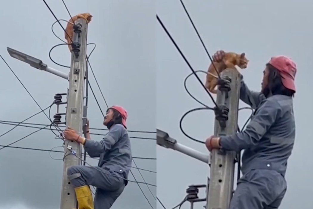 工人爬上電線桿將小貓救下，被網友譽為英雄。圖擷自USA TODAY
