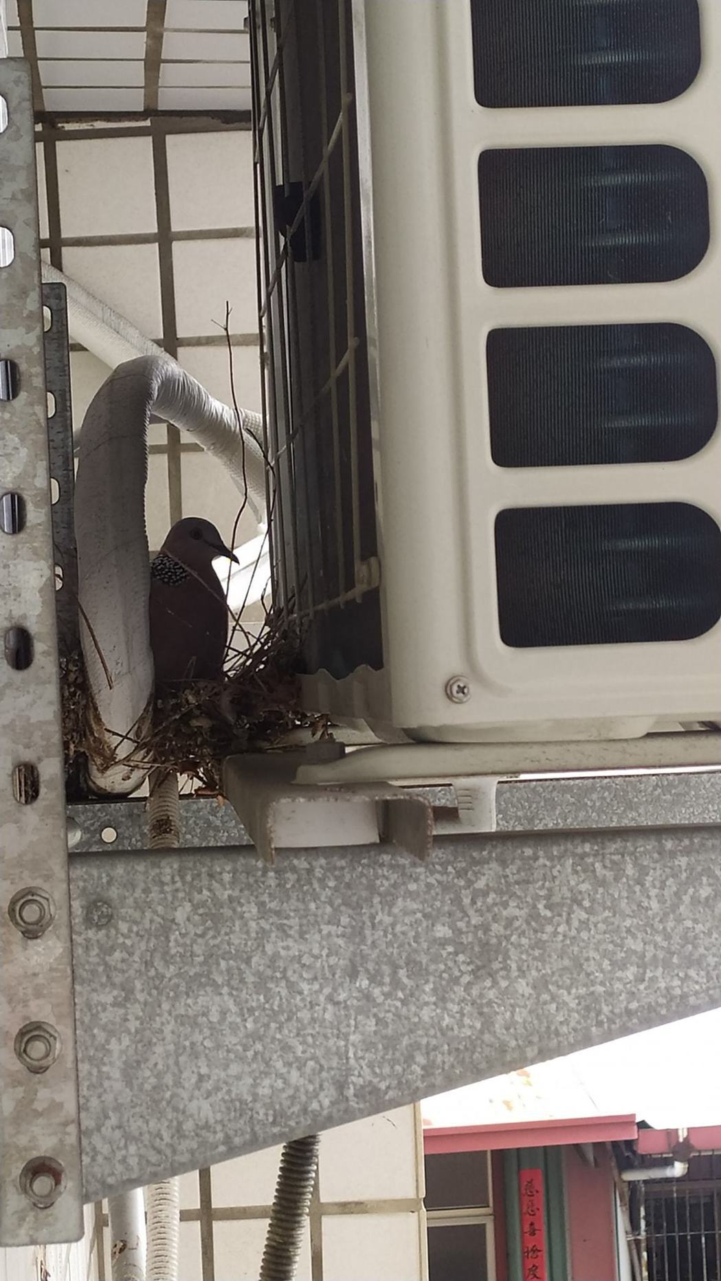 網友在冷氣機後方發現鳥類築巢。圖擷自爆廢公社