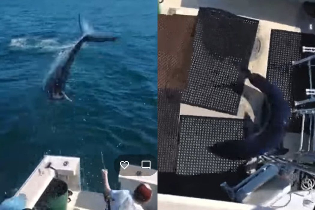 一條鯊魚從海裡跳上船，嚇壞船上的工作人員。圖擷自Sea Ventures Charters