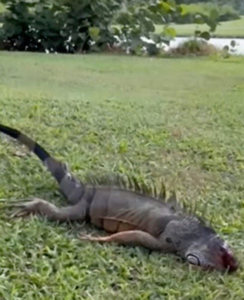 美國邁阿密受到為數眾多的綠鬣蜥侵襲，已經造成環境問題。圖取自YouTube