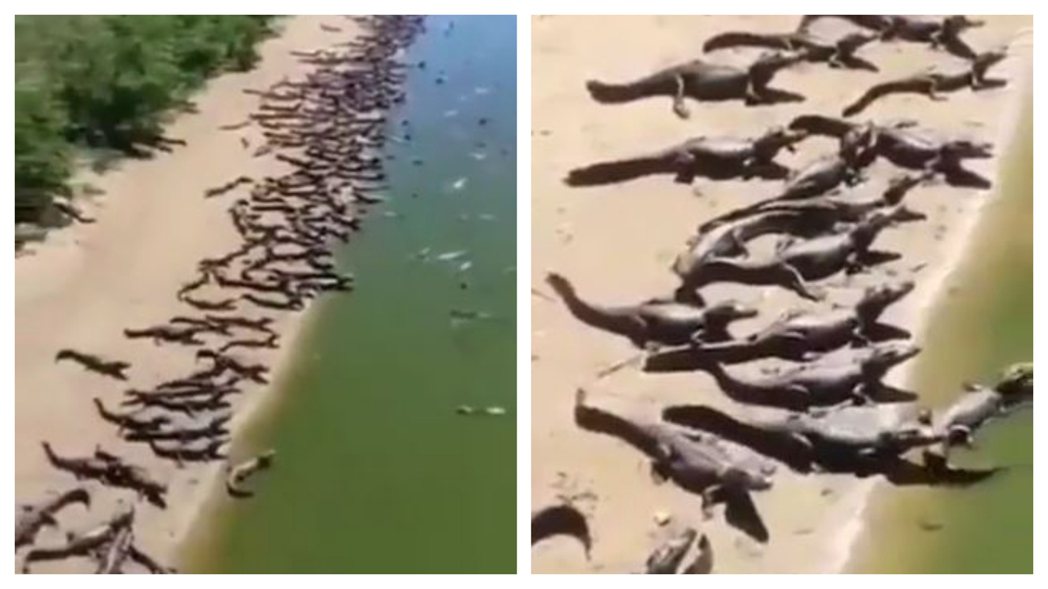 近日在社群網站上有一段影片瘋傳，在地震前夕有百餘隻鱷魚在沙灘上瘋狂爬動，讓不少網友認為這是有超級大地震跟大海嘯的前兆，引發人心惶惶。 (圖/取自影片)