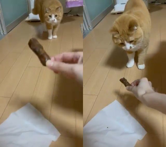 一名日本網友買了一款與貓大便極為相似的零食花林糖，並與自家的貓咪作互動。圖／翻攝自推特