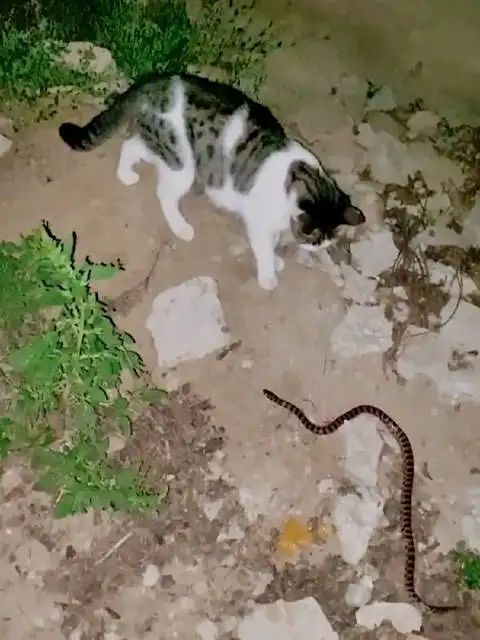 一名男子回家路上被貓咪攔住，原來是因出現一條蛇。圖取自微博