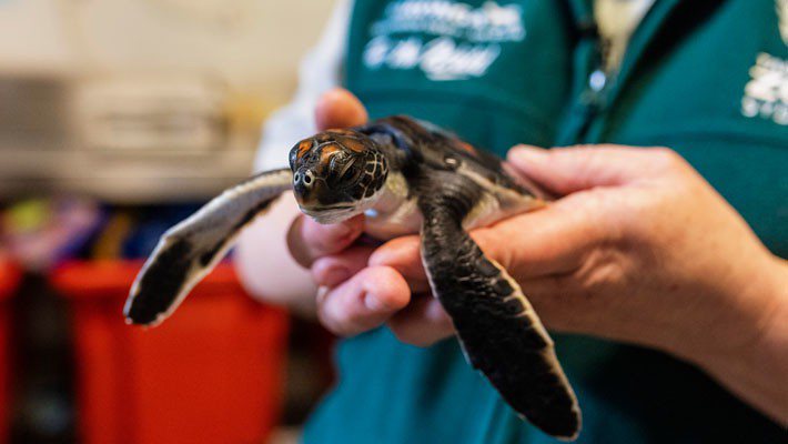 塔龍加野生動物醫院收容的受傷小綠蠵龜。 圖片來源：塔隆加保育協會