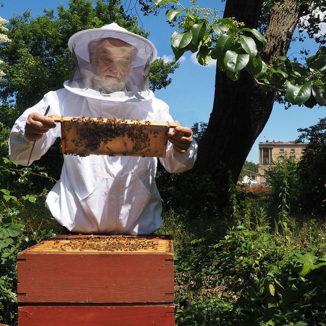2009年女王開始在白金漢宮養蜜蜂，生產自己的蜂蜜。 圖／<a href=