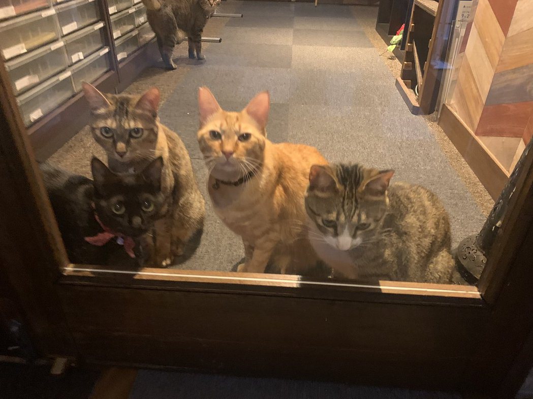 目送職員下班的貓咪們。圖／@ShimayaTokyo
