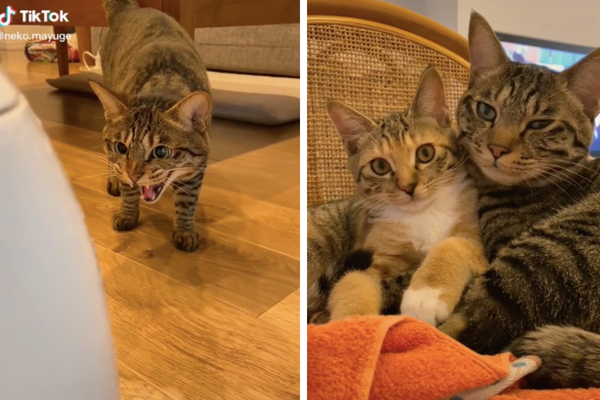日本一名飼主記錄下家中兩隻貓咪成為好朋友的過程。圖@neko.mayuge