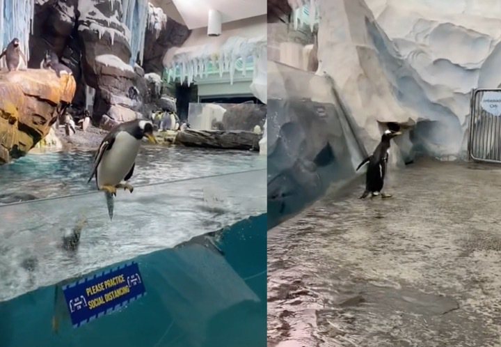 企鵝遭調皮神隊友「推出水池」。（圖／翻攝自Tik Tok @elenagrace95）
