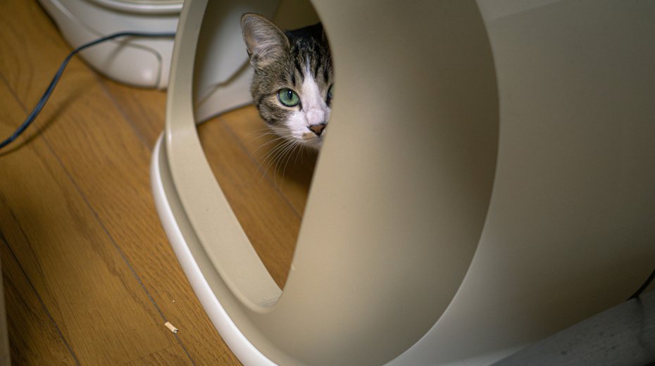 明明已經有貓砂盆，貓咪就喜歡在家的其他位置尿尿，相信是其中一個飼主們最常遇到的煩惱。 (圖/Pakutaso)