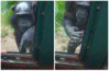 黑猩猩貼窗邊對遊客「狂比手語」專家解析動作後曝超心碎真相