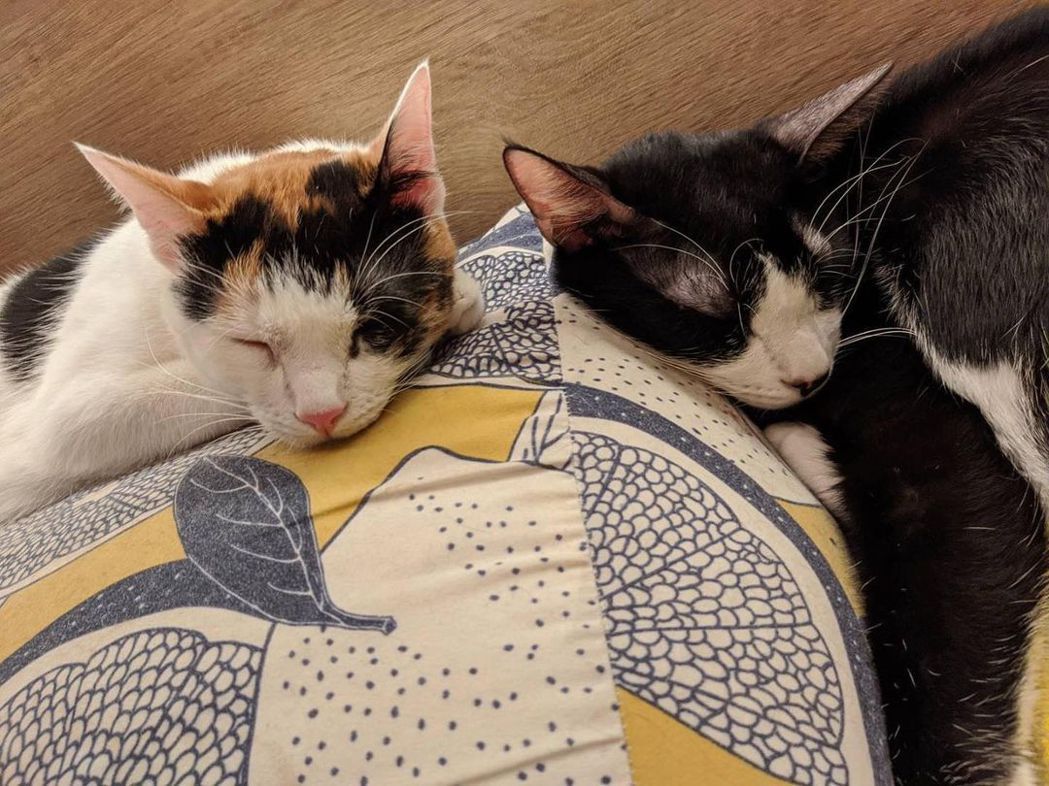 喜歡「寵幸」人類窩在一起睡的貓咪，可能是為了這5種原因。示意圖bobobanban
網友授權提供
