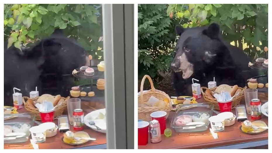 對父母正在慶祝兒子的2歲生日，在家開了快樂的生日派對，結果竟然有一隻黑熊闖進派對會場，當著所有人的面把桌上的甜點全部吃光。 (圖/取自影片)
