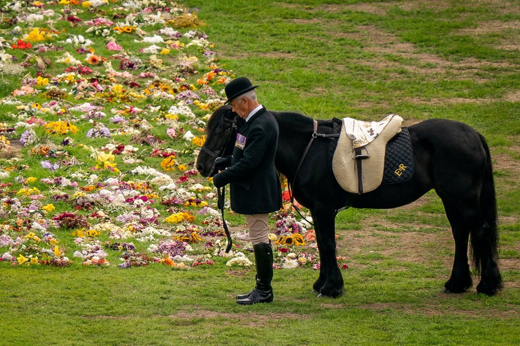 女王疼愛多年的小型馬艾瑪（Carltonlima Emma）與馬伕站立在城堡草皮...