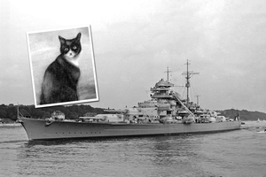 當俾斯麥號擊沉時，英軍哥薩克號驅逐艦（HMS Cossack）在海面漂浮木板上，救起一隻黑白花貓。圖／取自By Bundesarchiv, Bild 193-04-1-26 / CC-BY-SA 3.0, CC BY-SA 3.0 de, https://commons.wikimedia.org/w/index.php?curid=5438172、https://commons.wikimedia.org/wiki/Template:PD-US