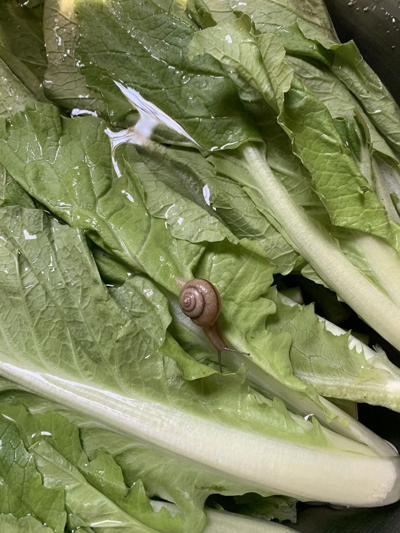 原PO在蔬菜上發現一隻蝸牛。圖擷自Costco好市多 商品經驗老實說