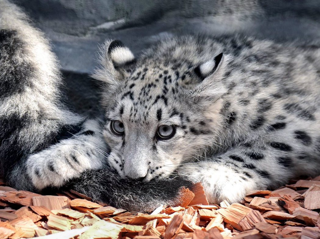 日本網友在動物園捕捉下小雪豹調皮又可愛的一幕。圖/@rikunow