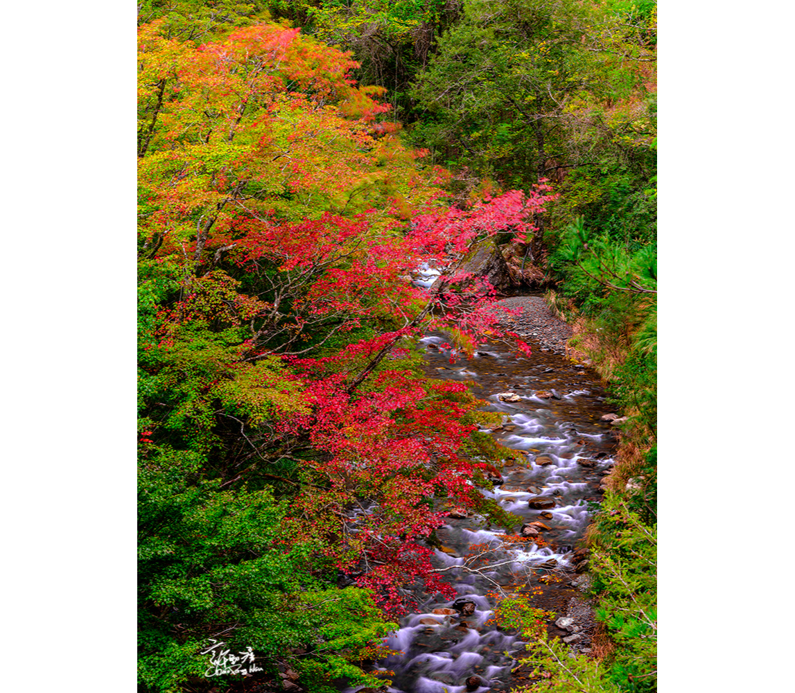 武陵農場七家灣溪與秋天楓紅景色。 圖／武陵農場提供