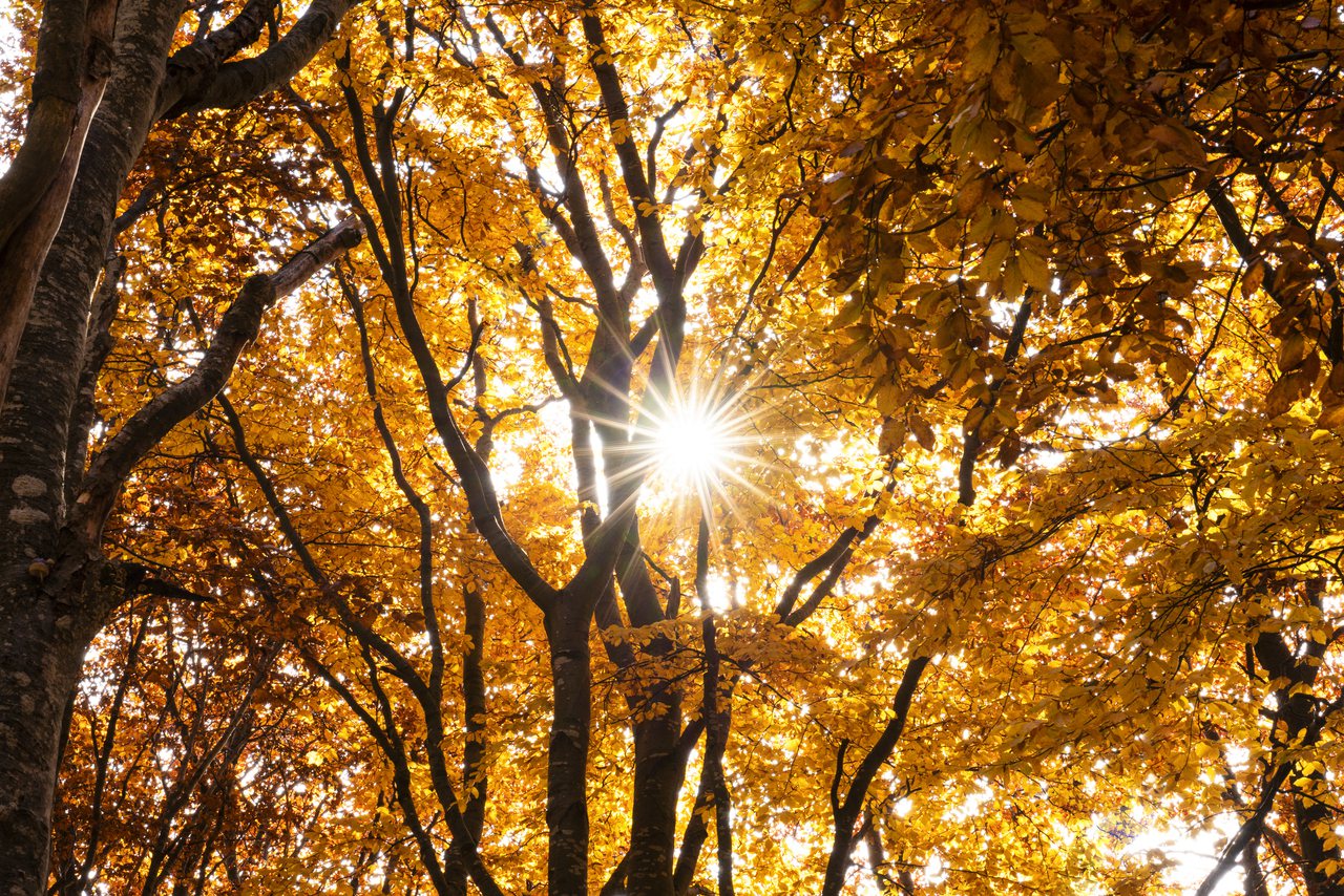 秋分是二十四節氣中的第十六個節氣，通常出現在每年的9月22日或23日，其時節正好是秋季的中心點。