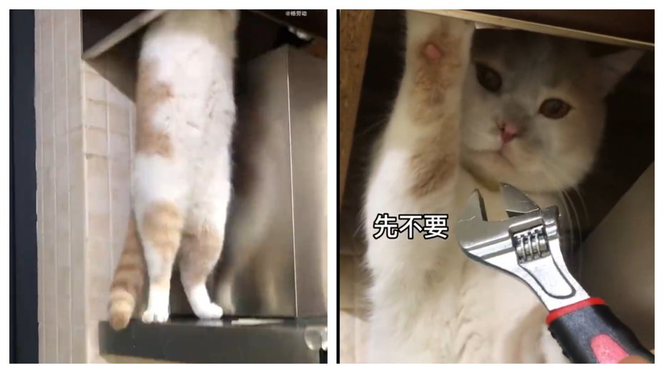 一隻橘白相間的貓咪正在廚房「修理抽油煙機」，一旁的貓奴假裝小助手要遞扳手給牠，結果貓咪冷淡的看了一眼之後轉頭繼續「修理」。 (圖/取自影片)