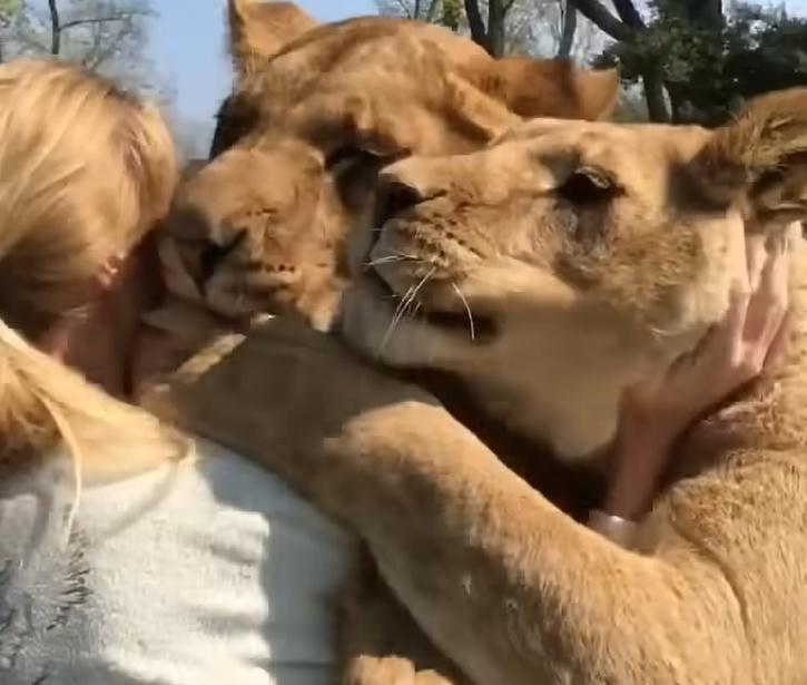 兩隻兒時被母獅拋棄的獅子多年後再次見到照顧的志工，開心地對她又撲又舔。圖取自YouTube