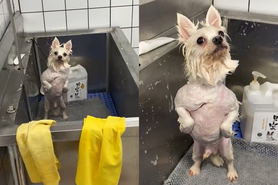 狗狗洗澡到一半被晾著，看起來相當不爽。圖擷自微博