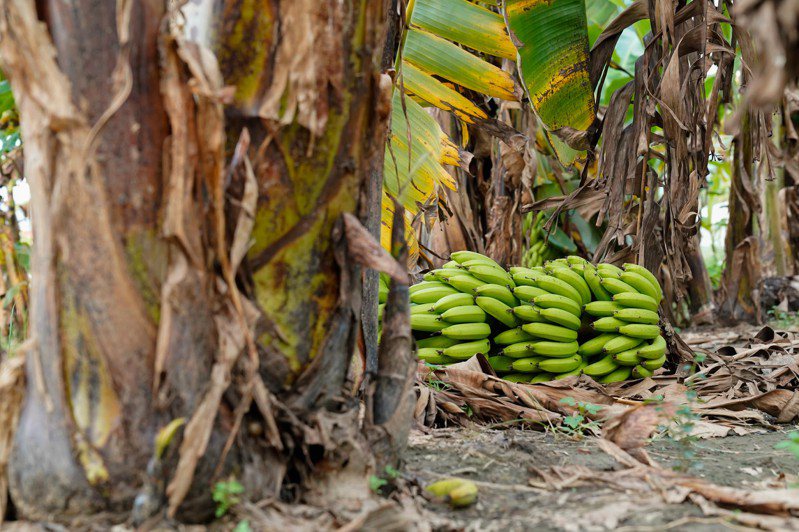 近日香蕉產地價格每公斤不到10元，未採收香蕉任意丟棄蕉田等待處理。記者徐白櫻／翻攝