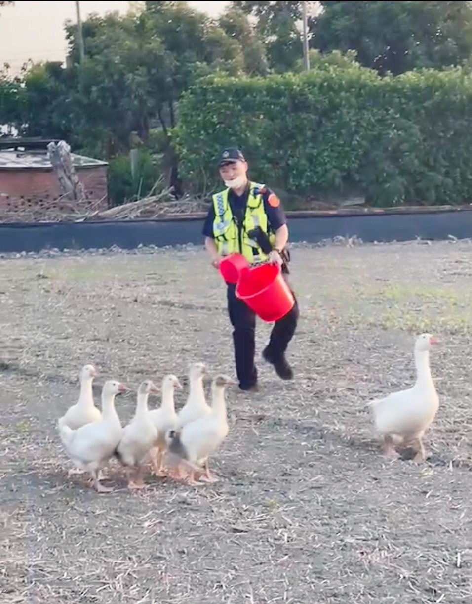 警察利用飼料拐騙，在田裡趕鵝的有趣畫面，全被路過的人拍下。記者蔡維斌／翻攝
