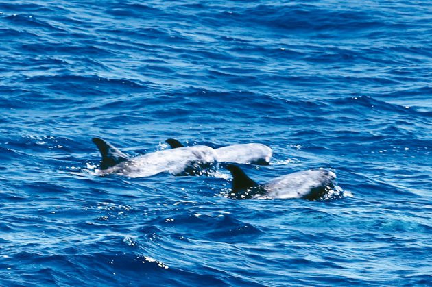 搭船出海追鯨豚，是豐富遊程中的亮點之一。圖／陳志光、游慧君