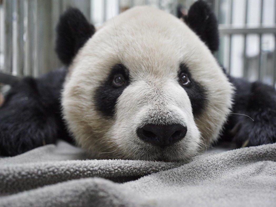 大貓熊團團麻醉後甦醒。圖／台北市立動物園提供
