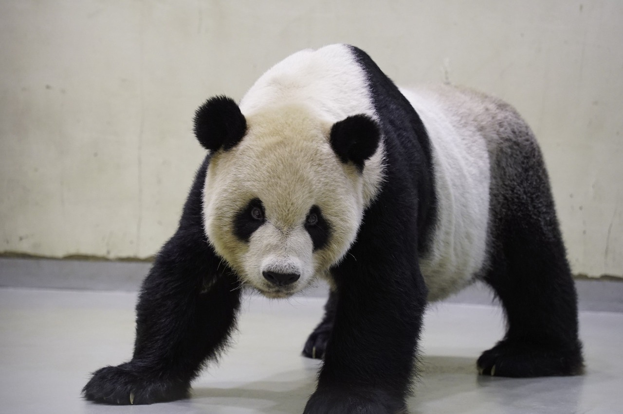 台北動物園大貓熊「團團」疑似癲癇 檢查顯示腦部局部病變