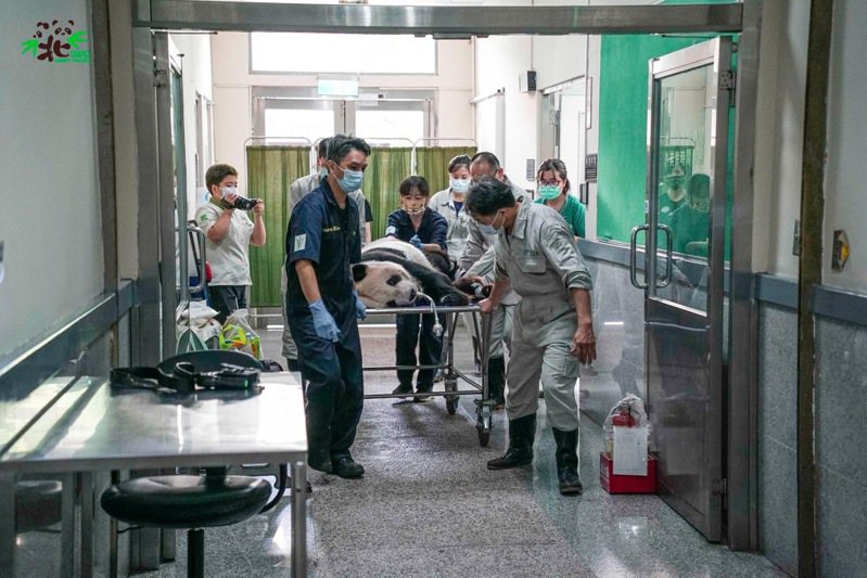 圖為團團9月18日被送往臺大附設動物醫院，在完成麻醉後準備進行MRI檢查。（取自臺北市立動物園臉書官網）
