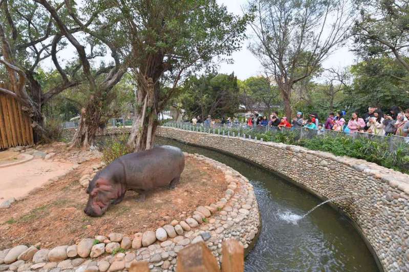 新竹市立動物園乘載許多新竹人回憶，河馬「樂樂」是明星動物。圖／新竹市立動物園提供