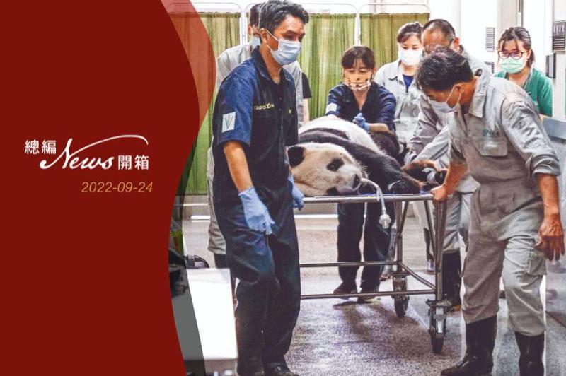 團團生病，引發兩岸民眾關注。圖／台北市立動物園提供