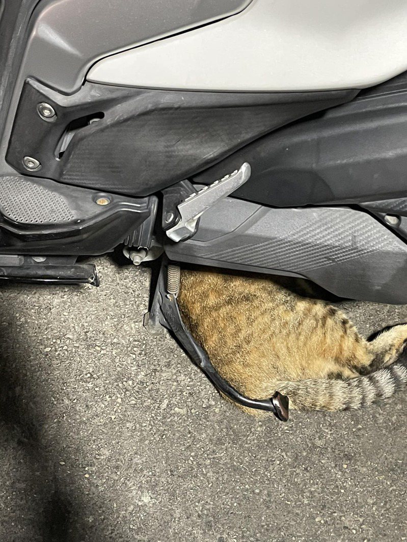 技師貓貓在車底看了很久不出來。圖擷自我與街貓的距離