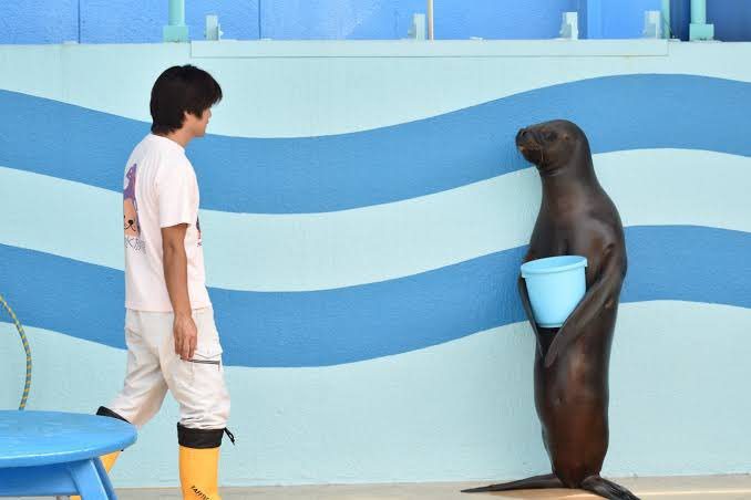 一隻水族館的海獅抱著飼料水桶站立的模樣，神韻和人類極為相似。圖取自推特