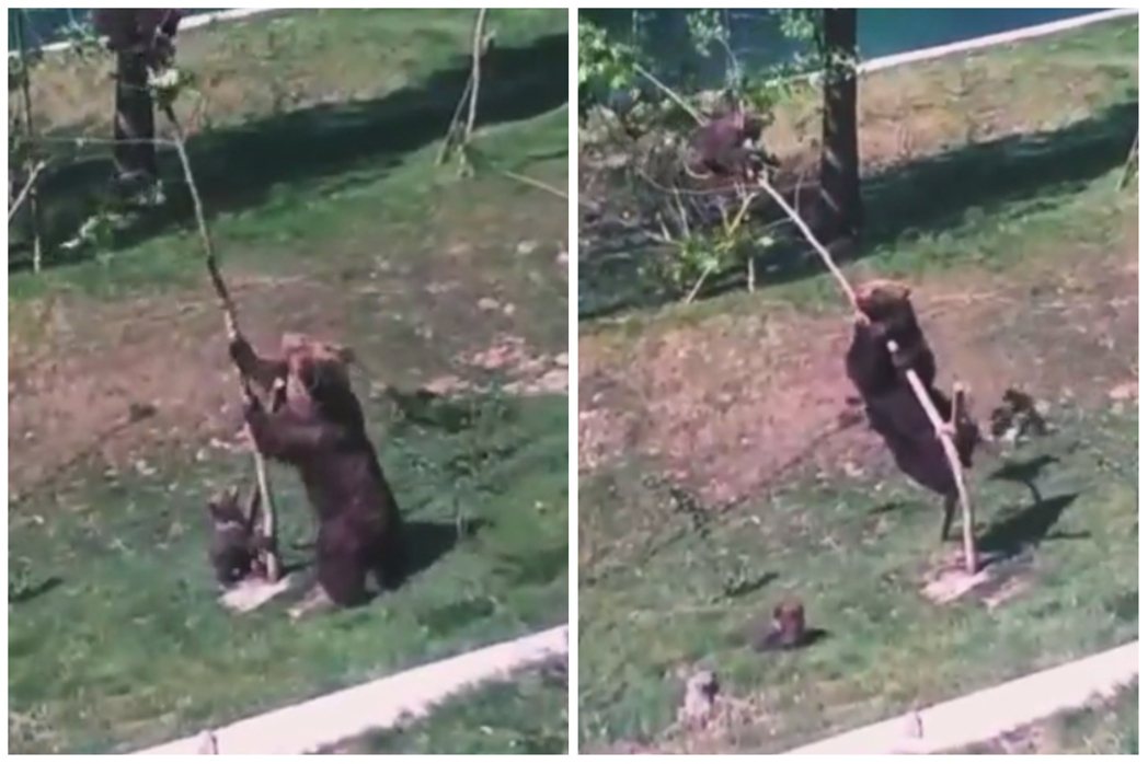 一隻小熊爬到一棵小樹上，熊媽媽不斷搖晃樹幹想叫牠下來，最後直接粗暴把樹整根折斷。圖取自推特
