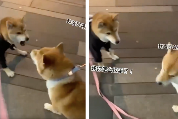 兩隻柴犬「狗仗人勢」的畫面吸引許多網友觀看。圖／翻攝自微博