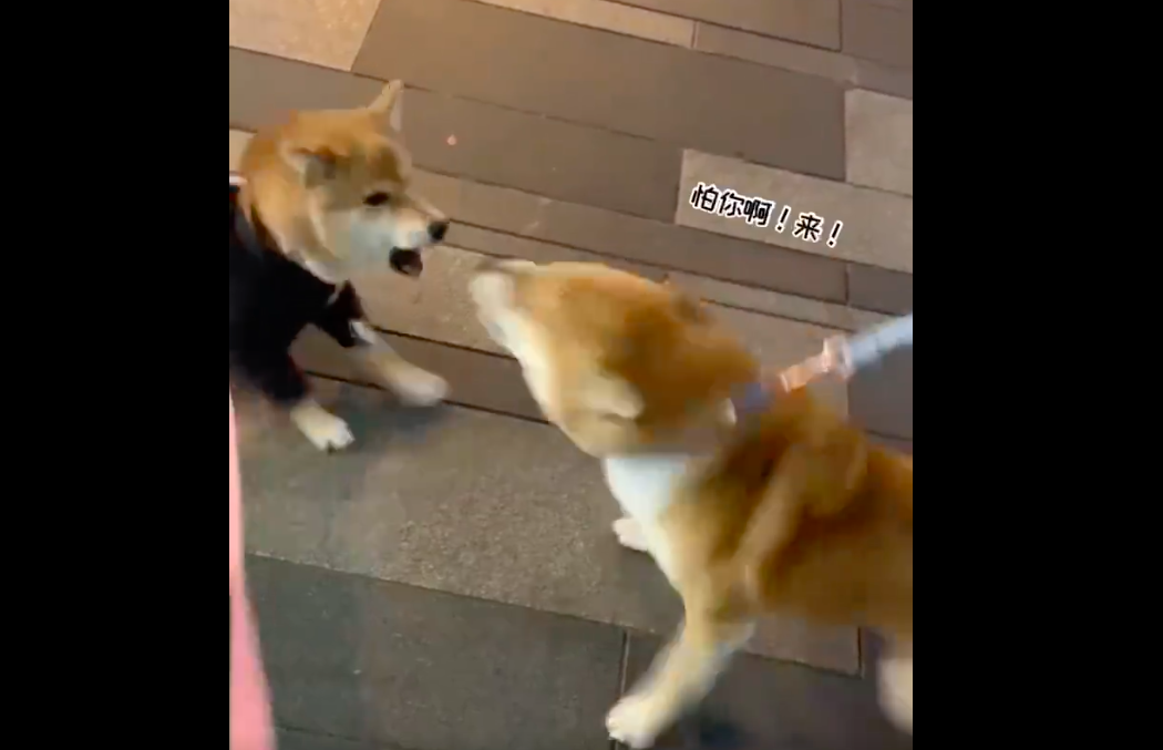 影片一開始可以看到兩隻狗狗互相叫囂，誰也不讓誰。圖／翻攝自微博