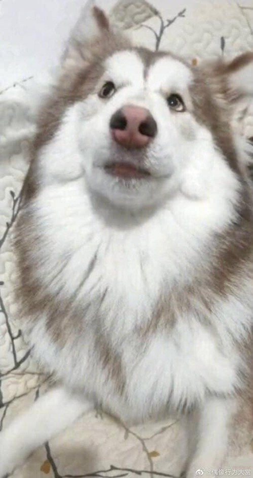 雪橇犬原本乾淨雪白的模樣。圖取自臉書