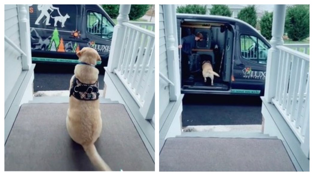 一名網友家中飼養的拉布拉多犬非常喜歡上學，每天早上狗狗訓練學校的專車開來前，牠都會乖乖坐在門口等候，校車門一開立刻頭也不回的狂奔上車。 (圖/取自影片)